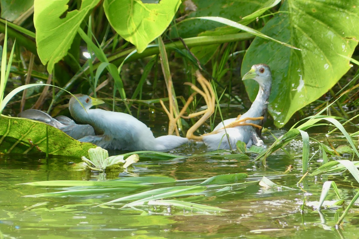 Azure Gallinule - ML641734302