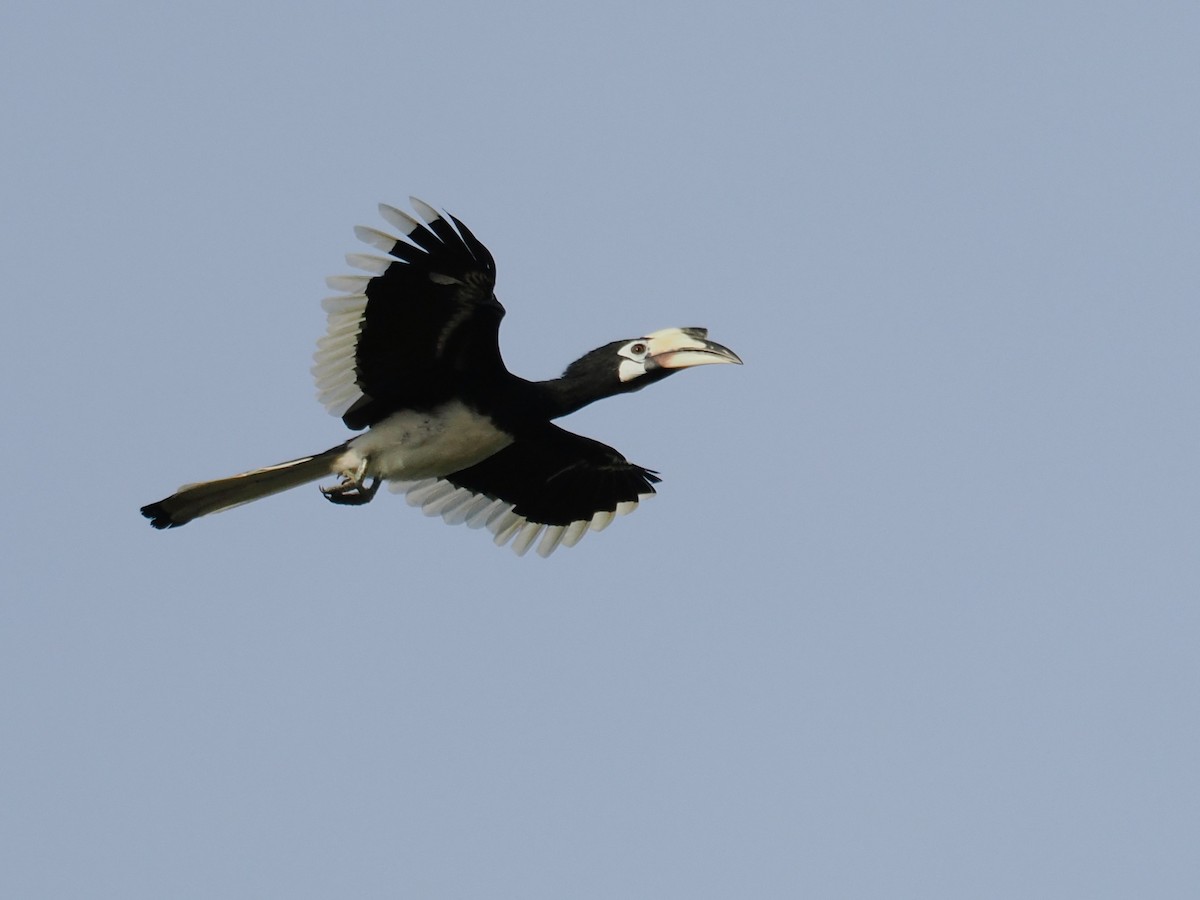 Oriental Pied-Hornbill - ML641734304