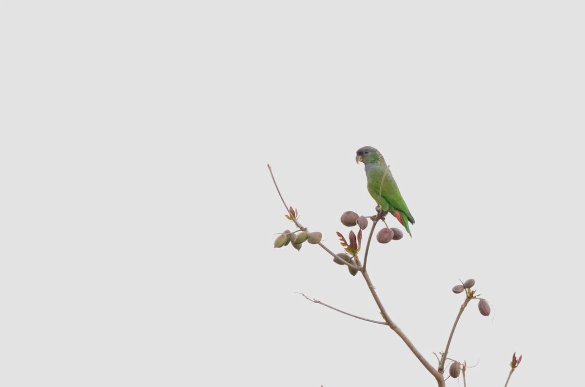 Scaly-headed Parrot - ML641734310