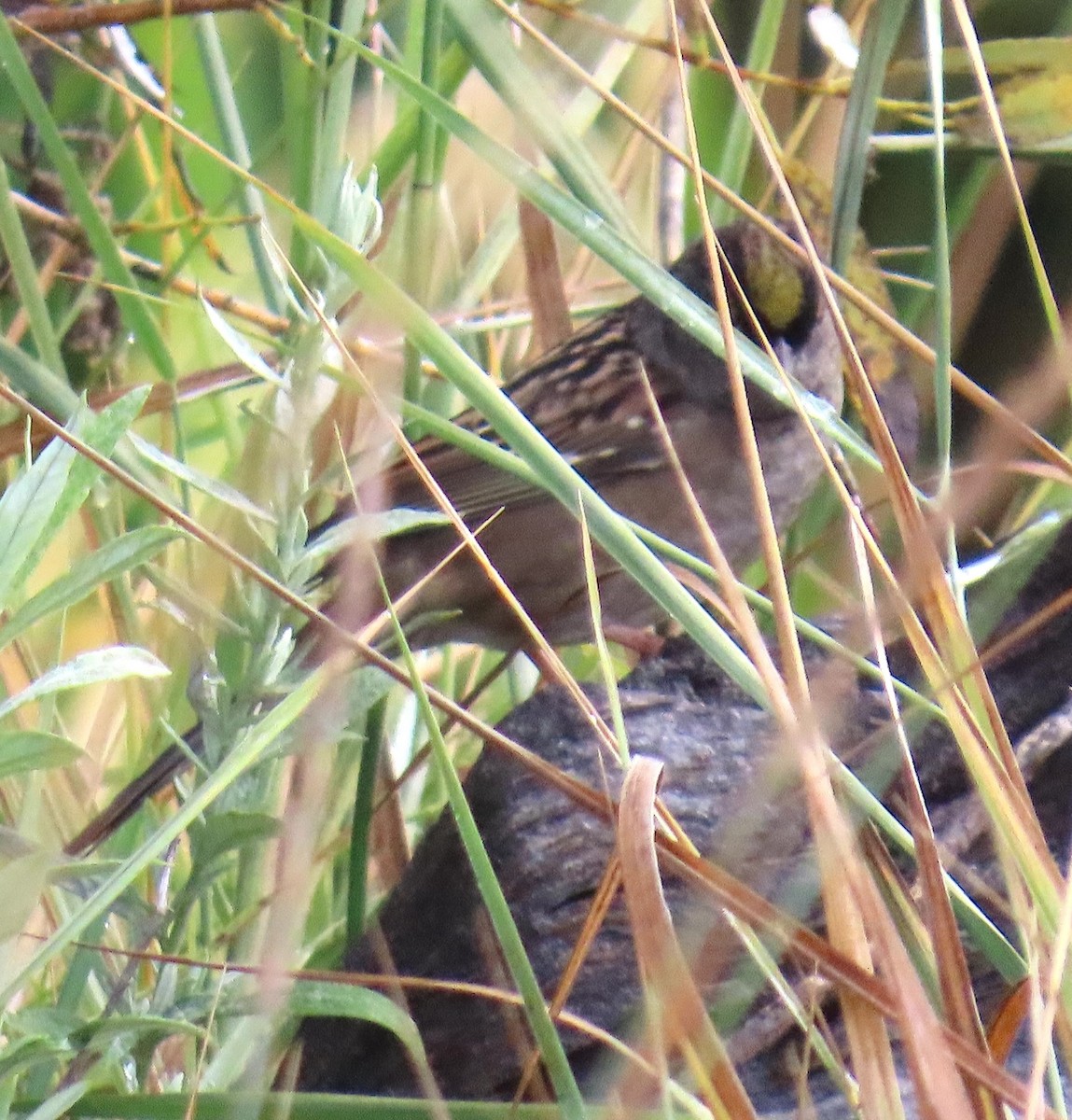 Golden-crowned Sparrow - ML641734313
