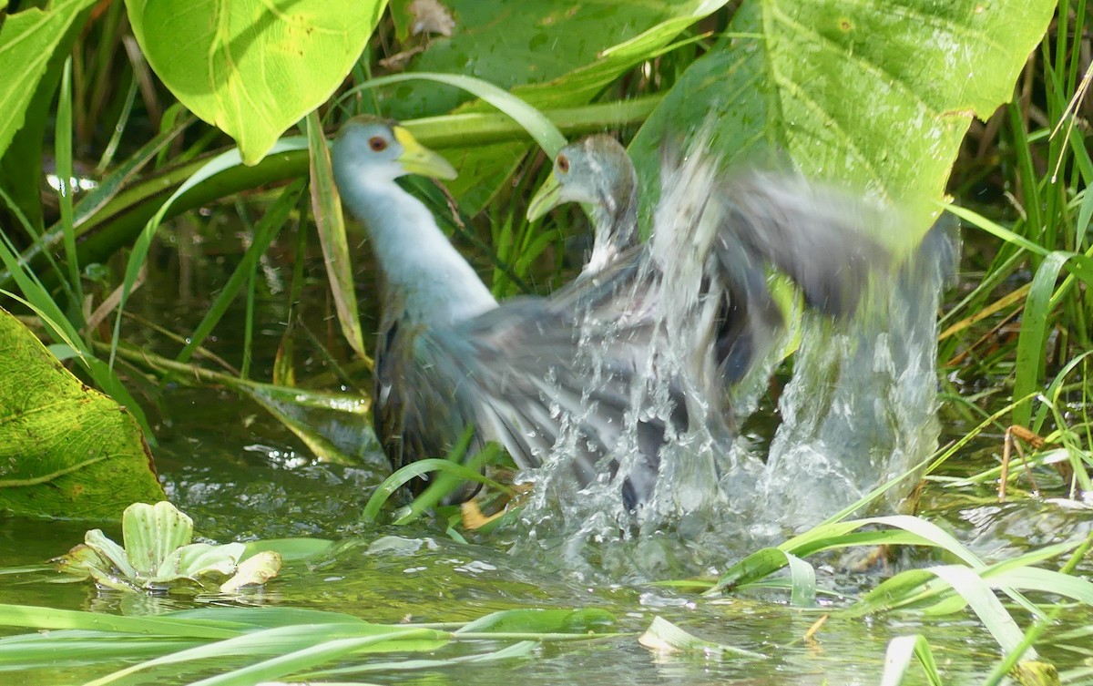 Azure Gallinule - ML641734315