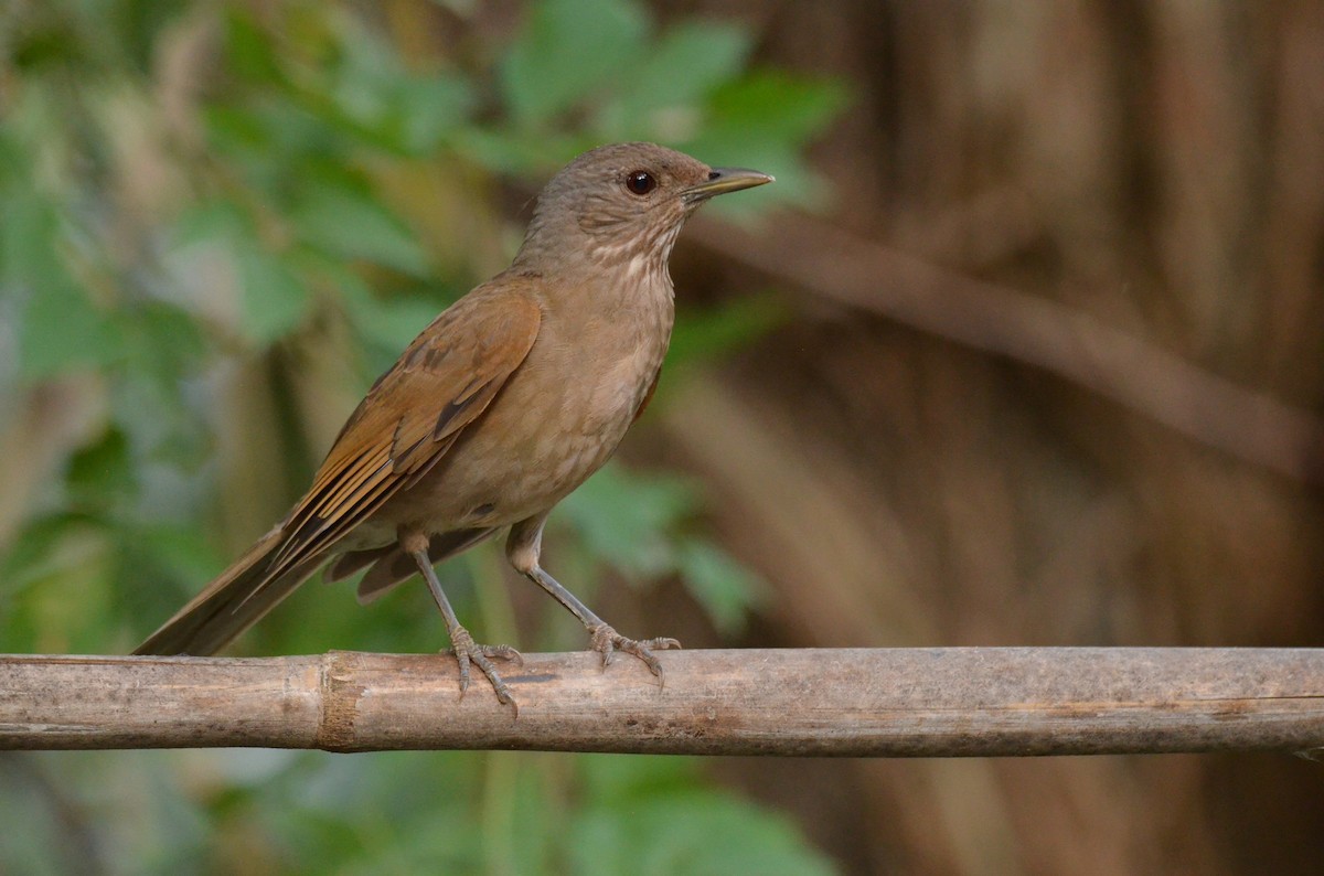 Pale-breasted Thrush - ML641734323