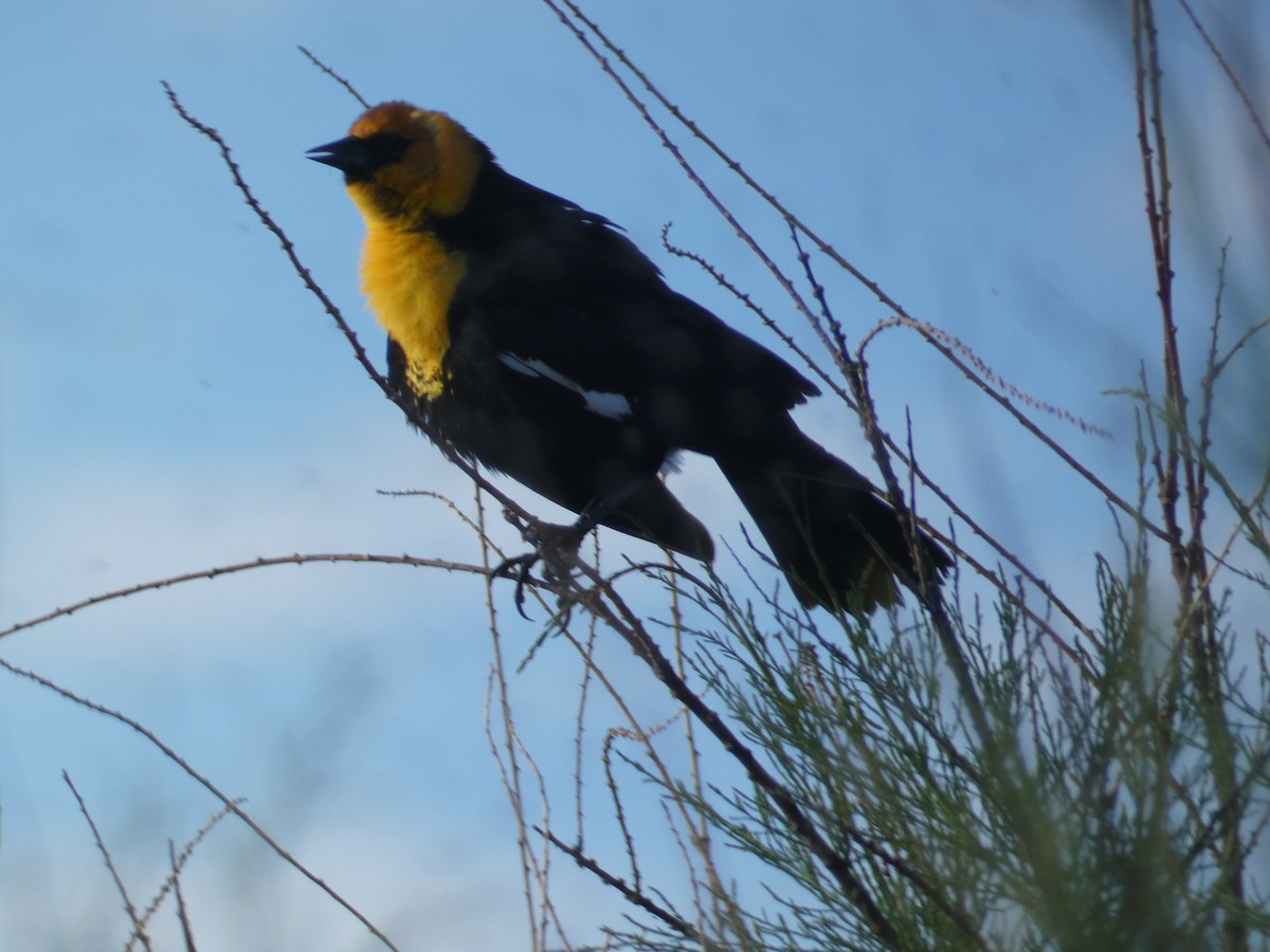 Yellow-headed Blackbird - ML641734343