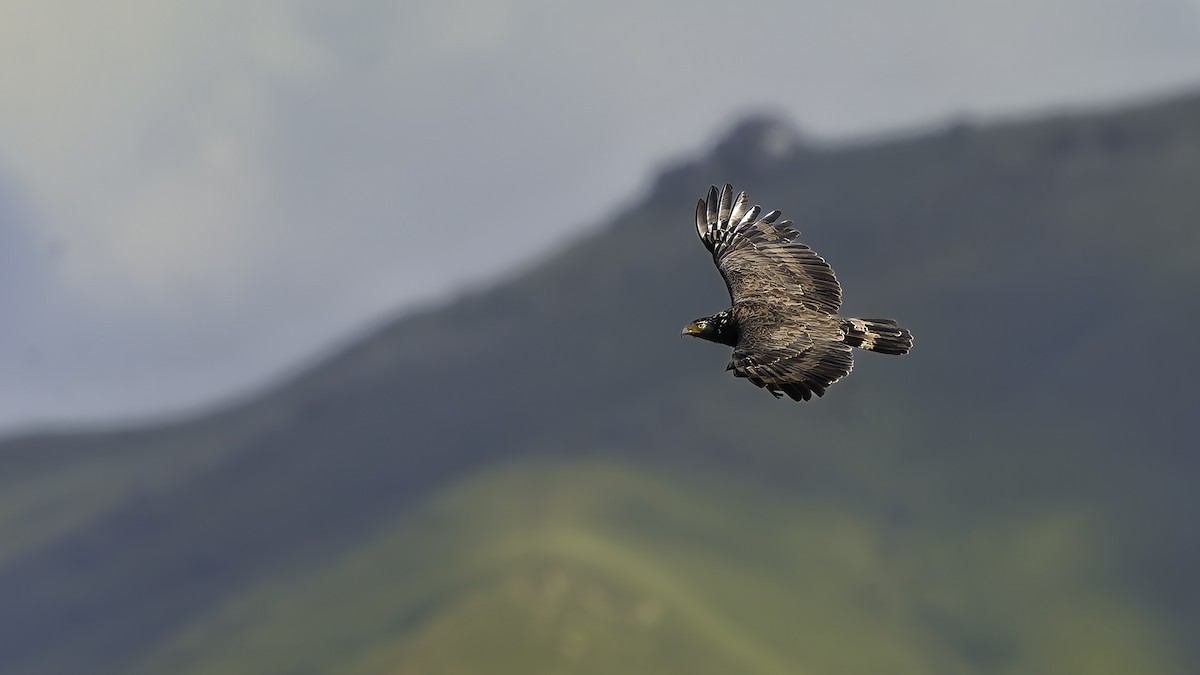 Haubenschlangenadler [cheela-Gruppe] - ML641734362