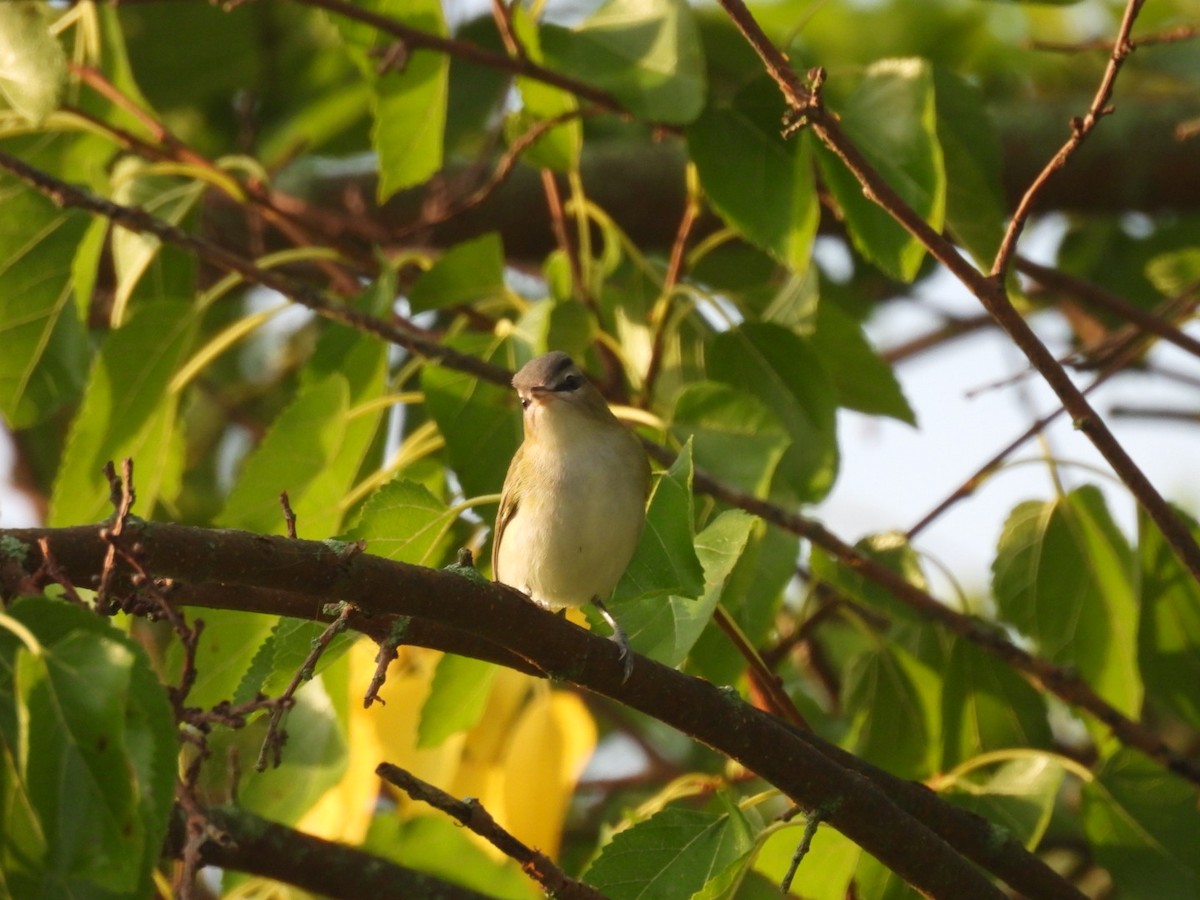 Red-eyed Vireo - ML641734382
