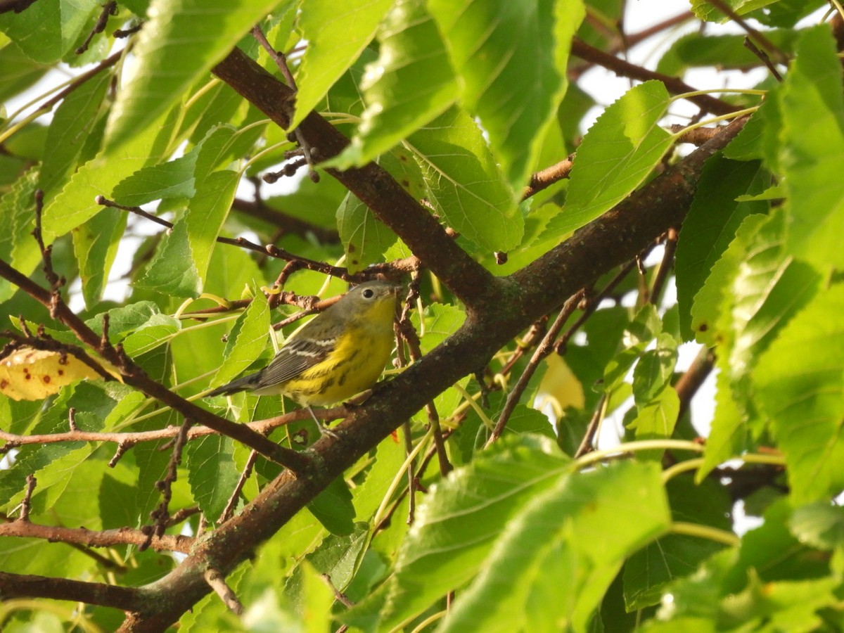 Magnolia Warbler - ML641734383
