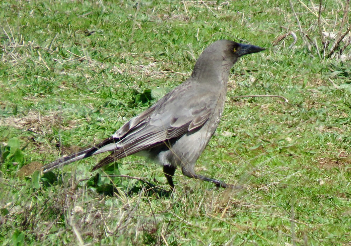 Gray Currawong - ML641734394