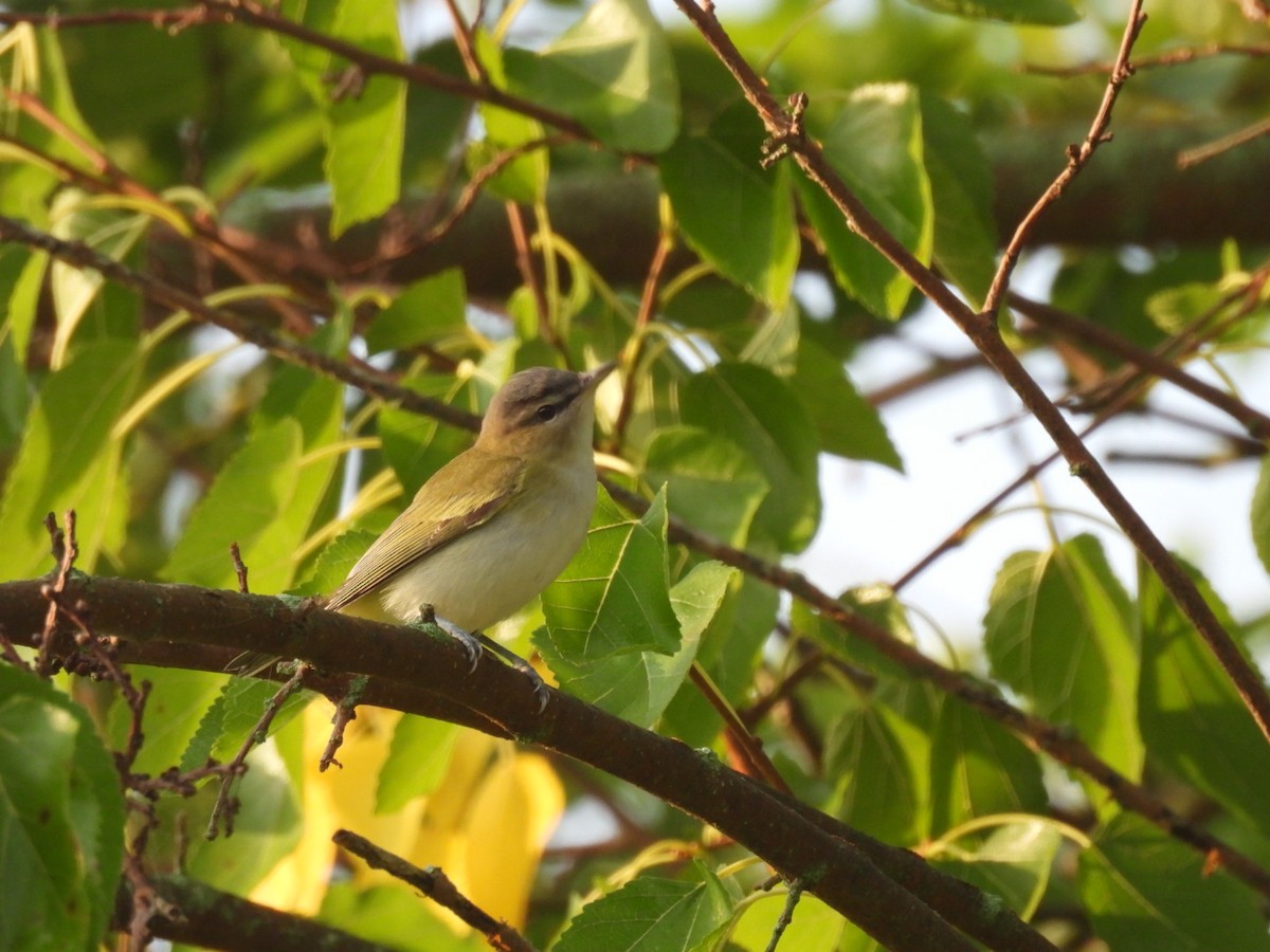 Red-eyed Vireo - ML641734418