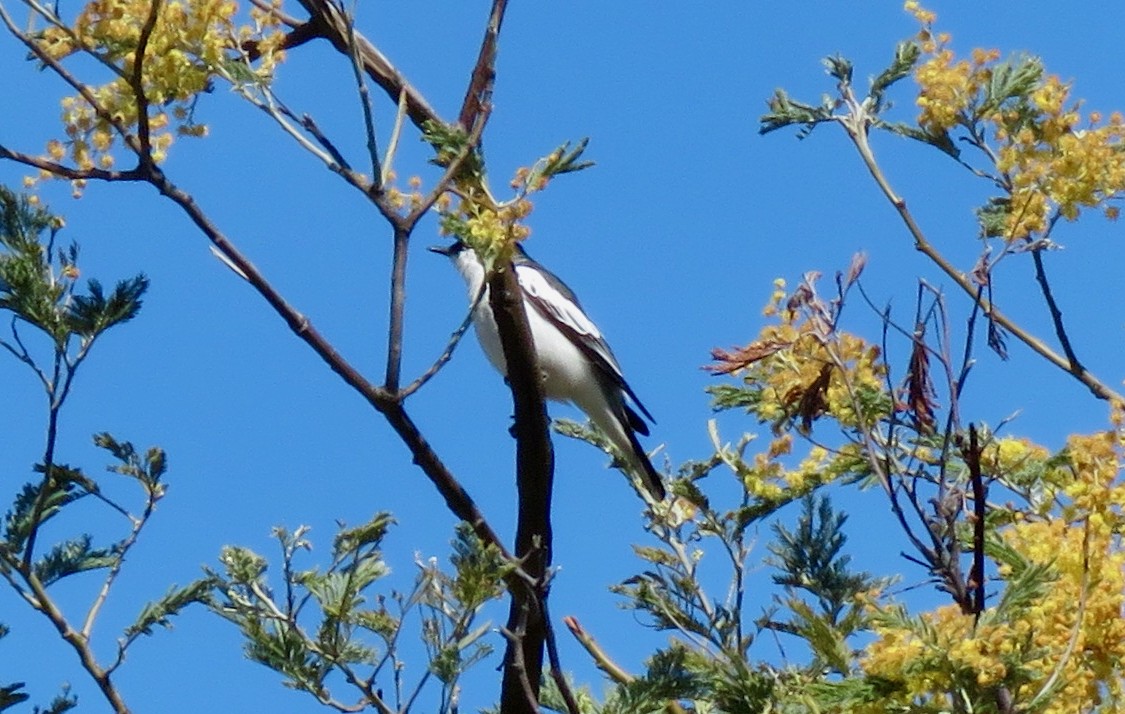 White-winged Triller - ML641734441