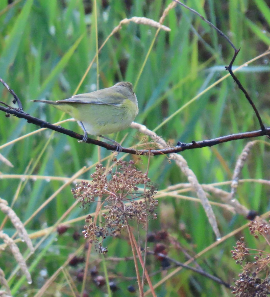 Orange-crowned Warbler - ML641734471