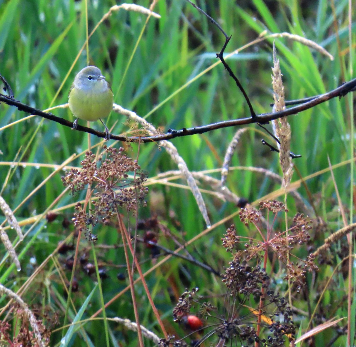 Orange-crowned Warbler - ML641734473