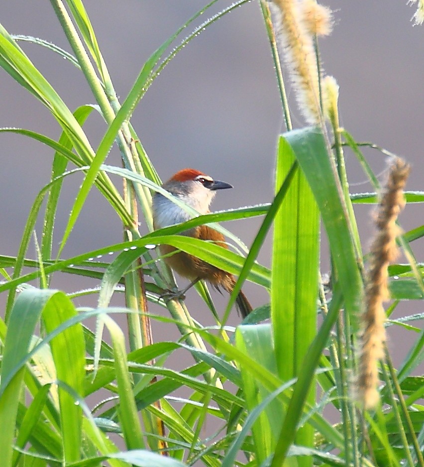 Chestnut-capped Babbler - ML641734475