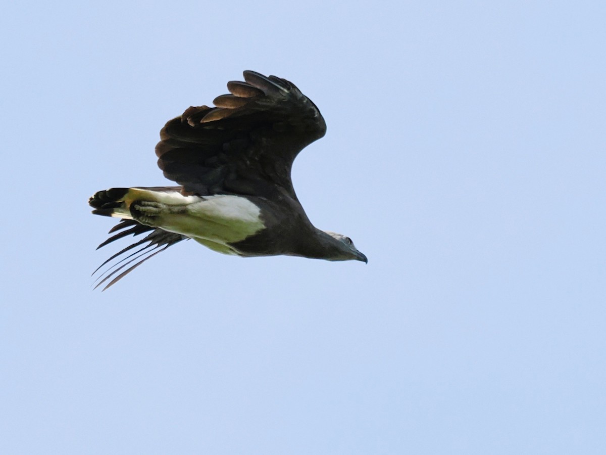 Gray-headed Fish-Eagle - ML641734484
