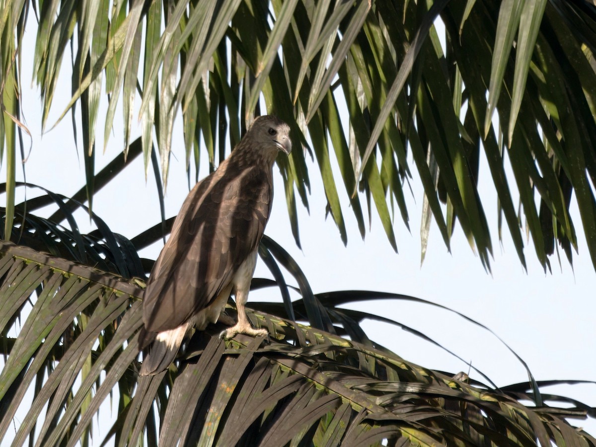 Gray-headed Fish-Eagle - ML641734489