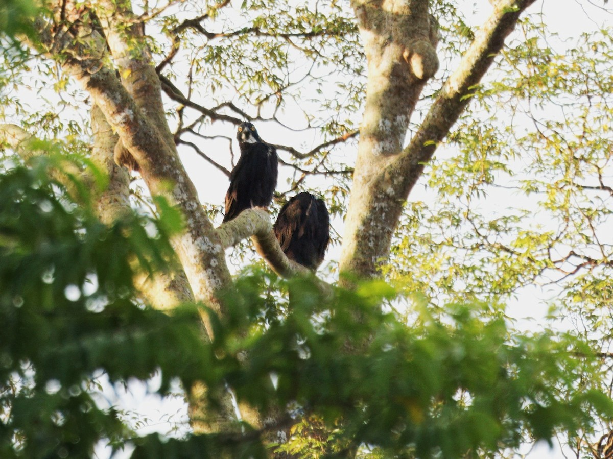 Bat Hawk - ML641734503