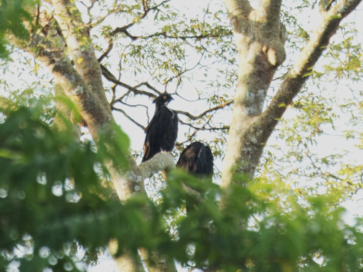 Bat Hawk - ML641734504