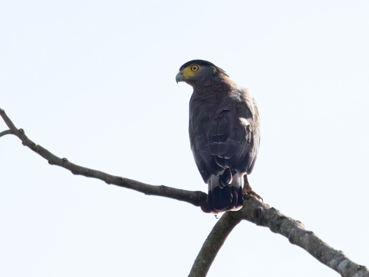Haubenschlangenadler - ML641734513