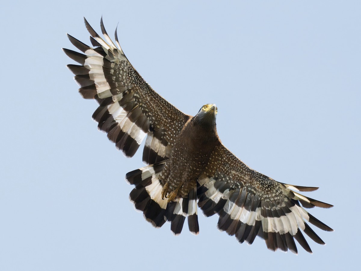 Haubenschlangenadler - ML641734515
