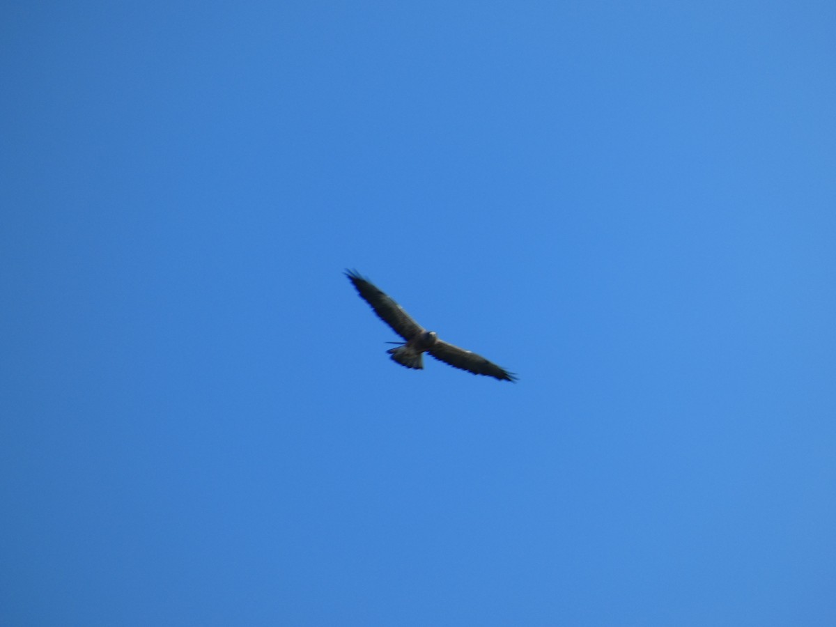 Swainson's Hawk - ML641734530
