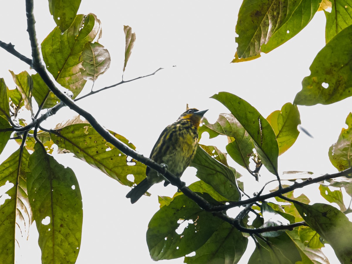 Gilded Barbet - ML641734532