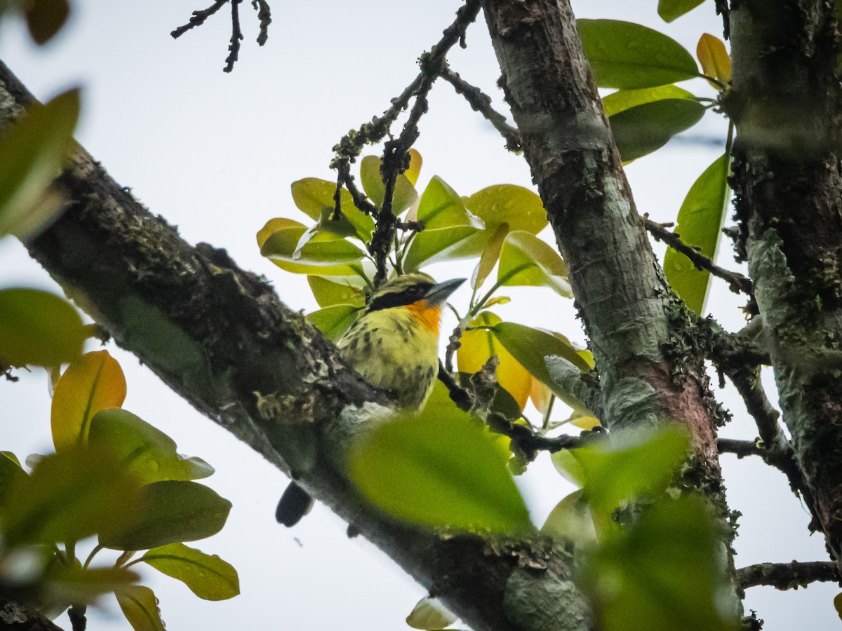Gilded Barbet - ML641734533