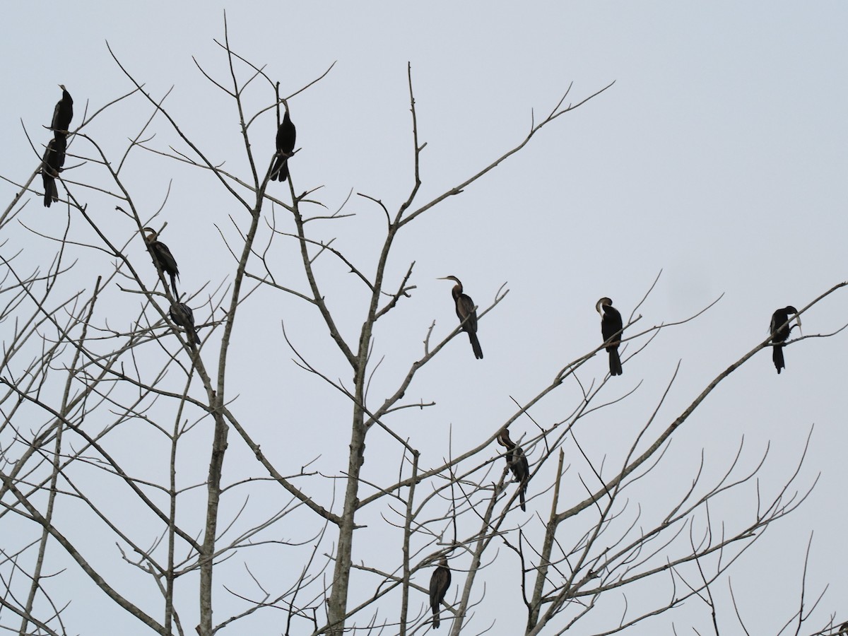 Oriental Darter - ML641734536