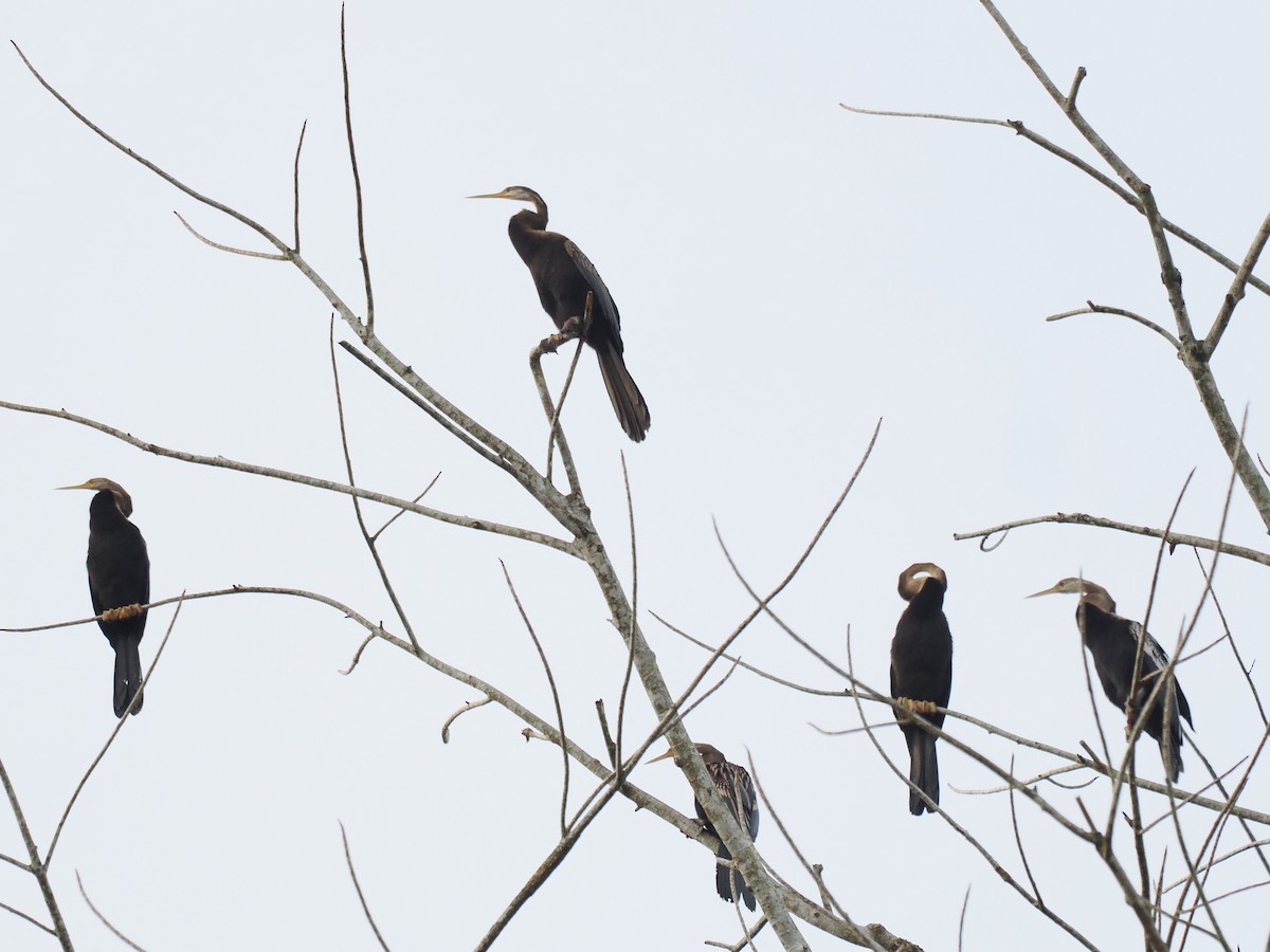 Oriental Darter - ML641734540