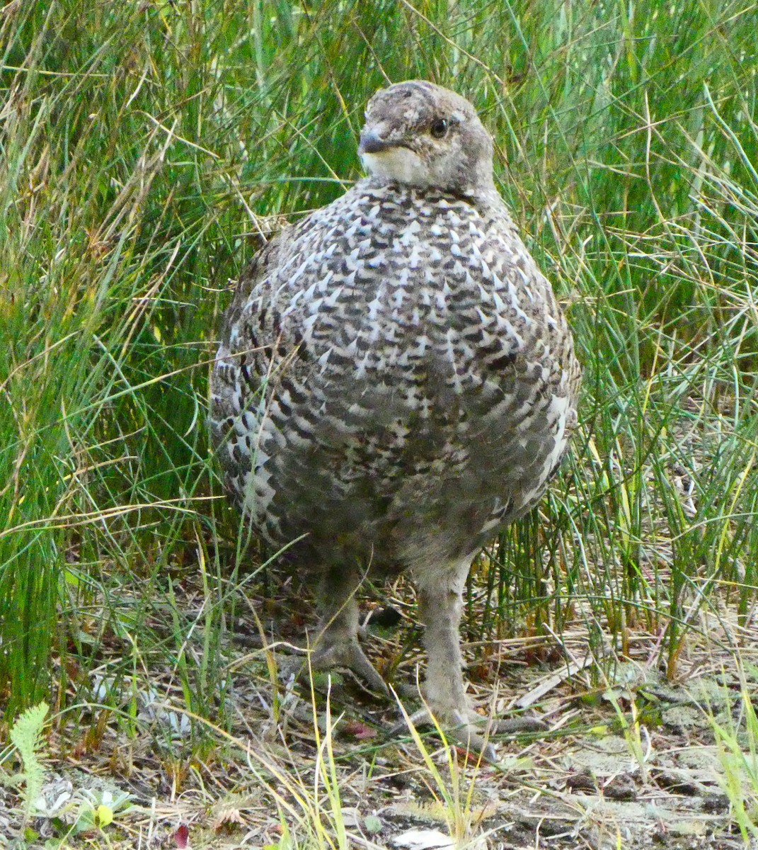Dusky Grouse - ML641734542