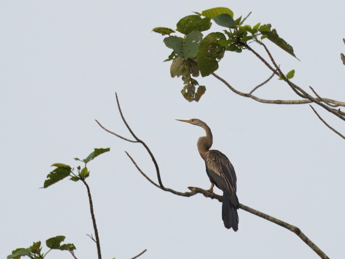 Oriental Darter - ML641734553
