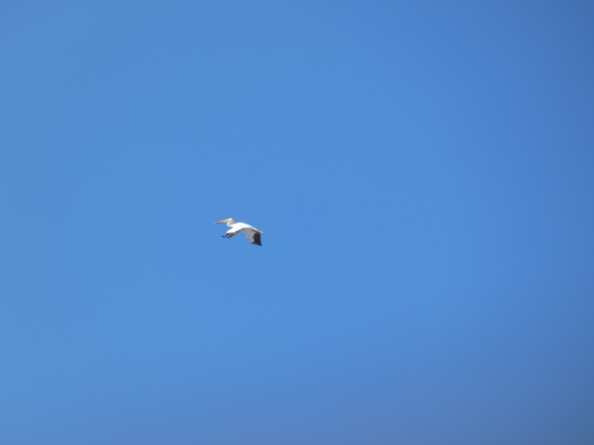 American White Pelican - ML641734556