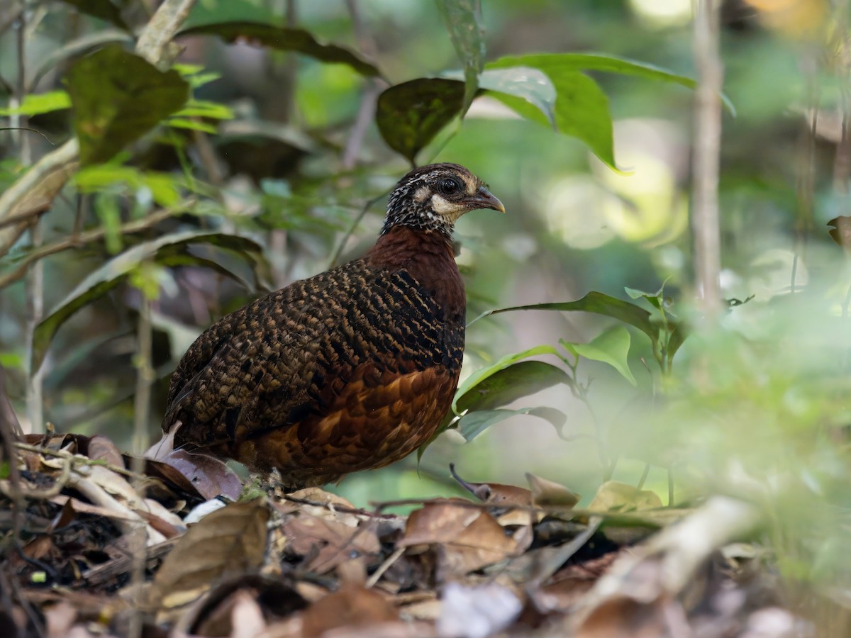 Sabah Partridge - ML641734559