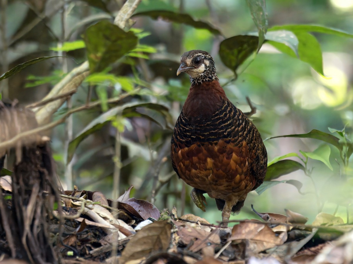 Sabah Partridge - ML641734560