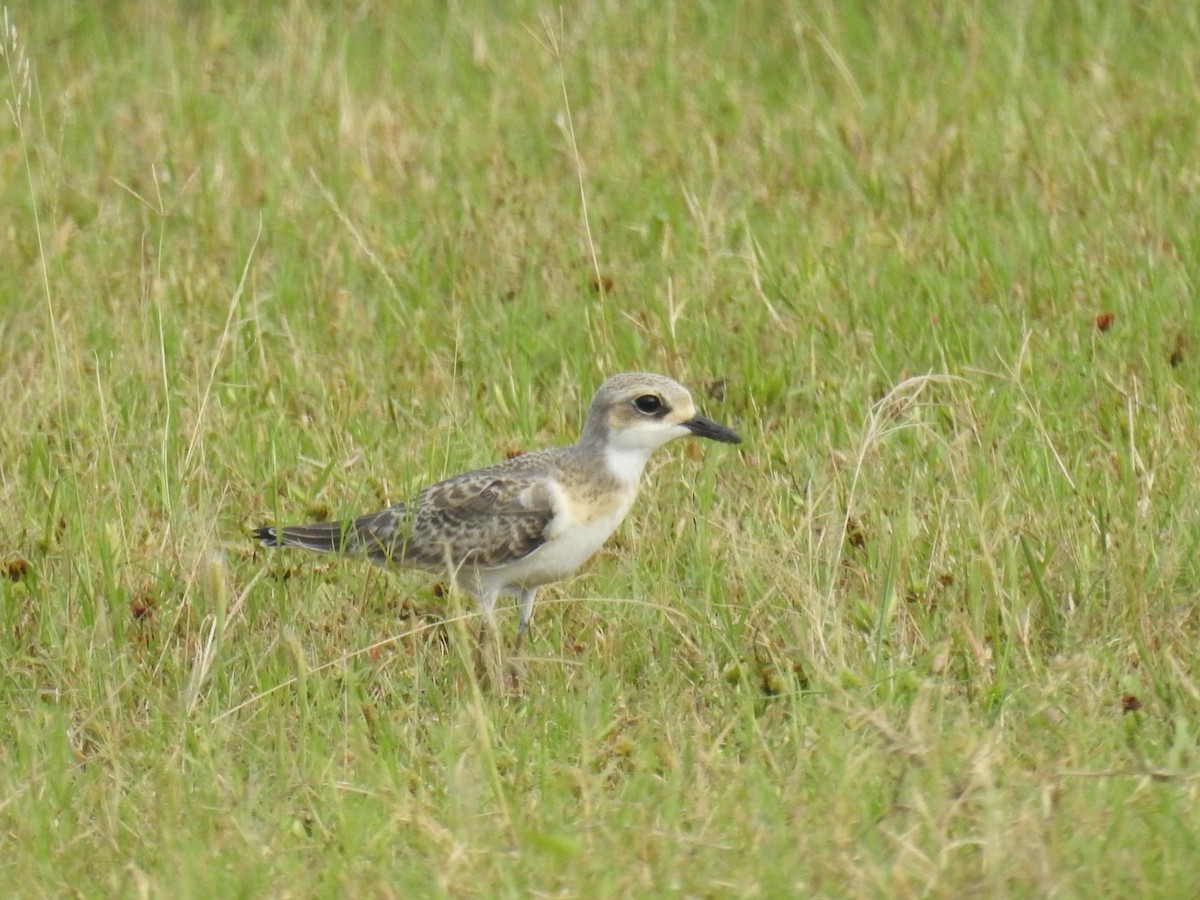 Tibetan Sand-Plover - ML641734561