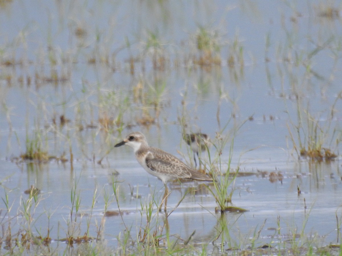 Tibetan Sand-Plover - ML641734562