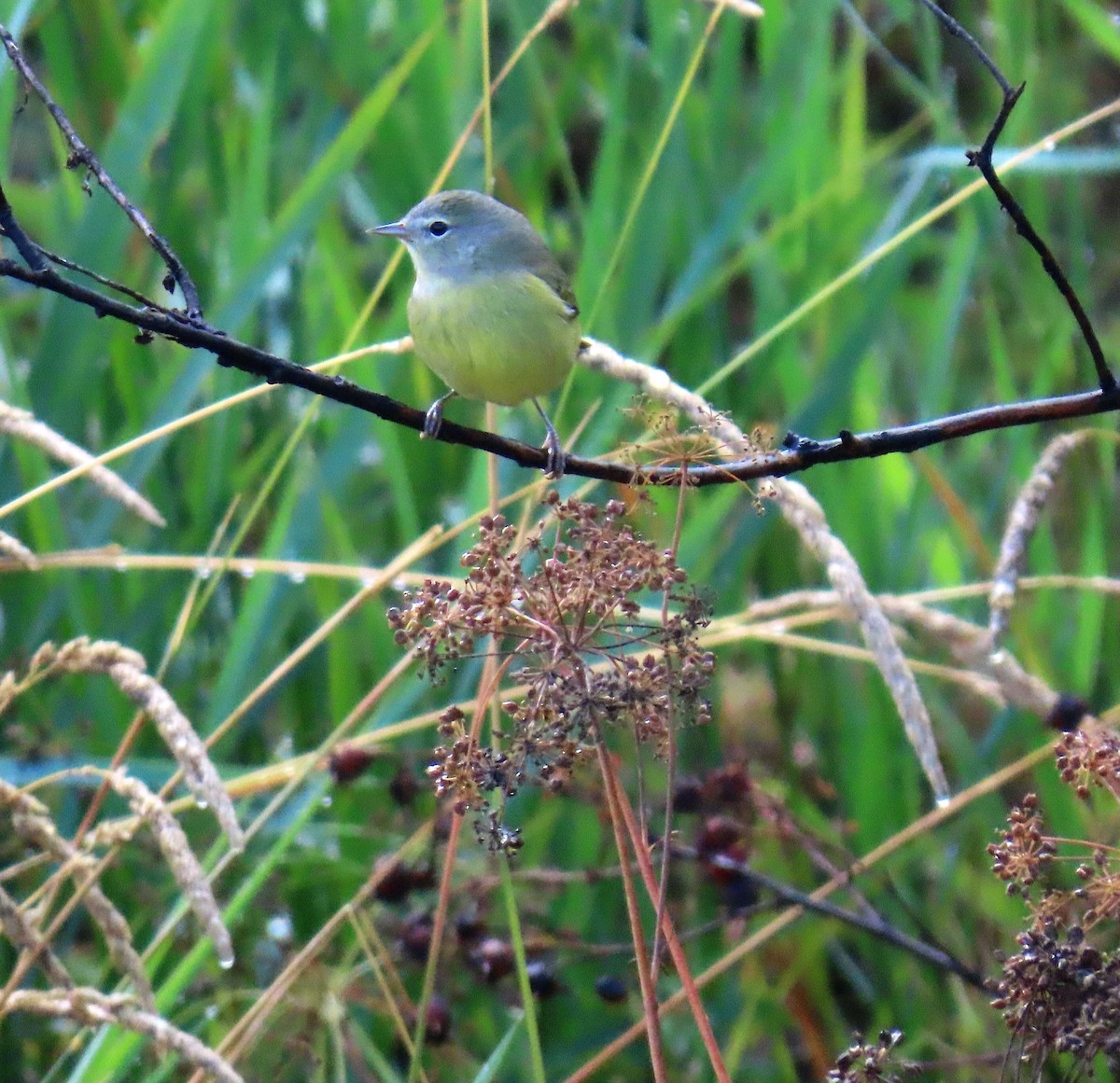 Orange-crowned Warbler - ML641734578