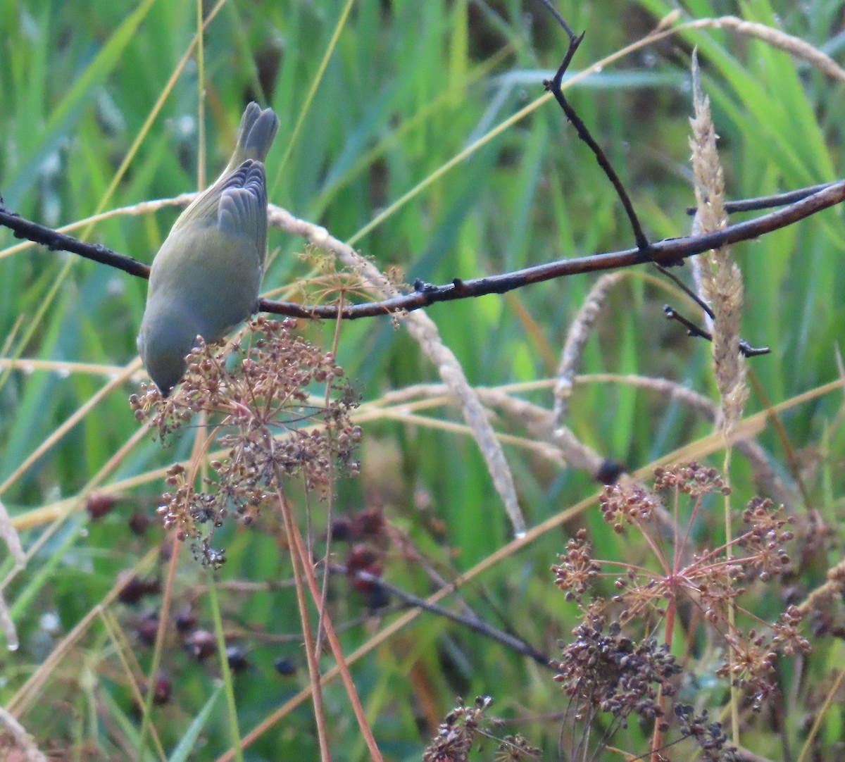 Orange-crowned Warbler - ML641734595