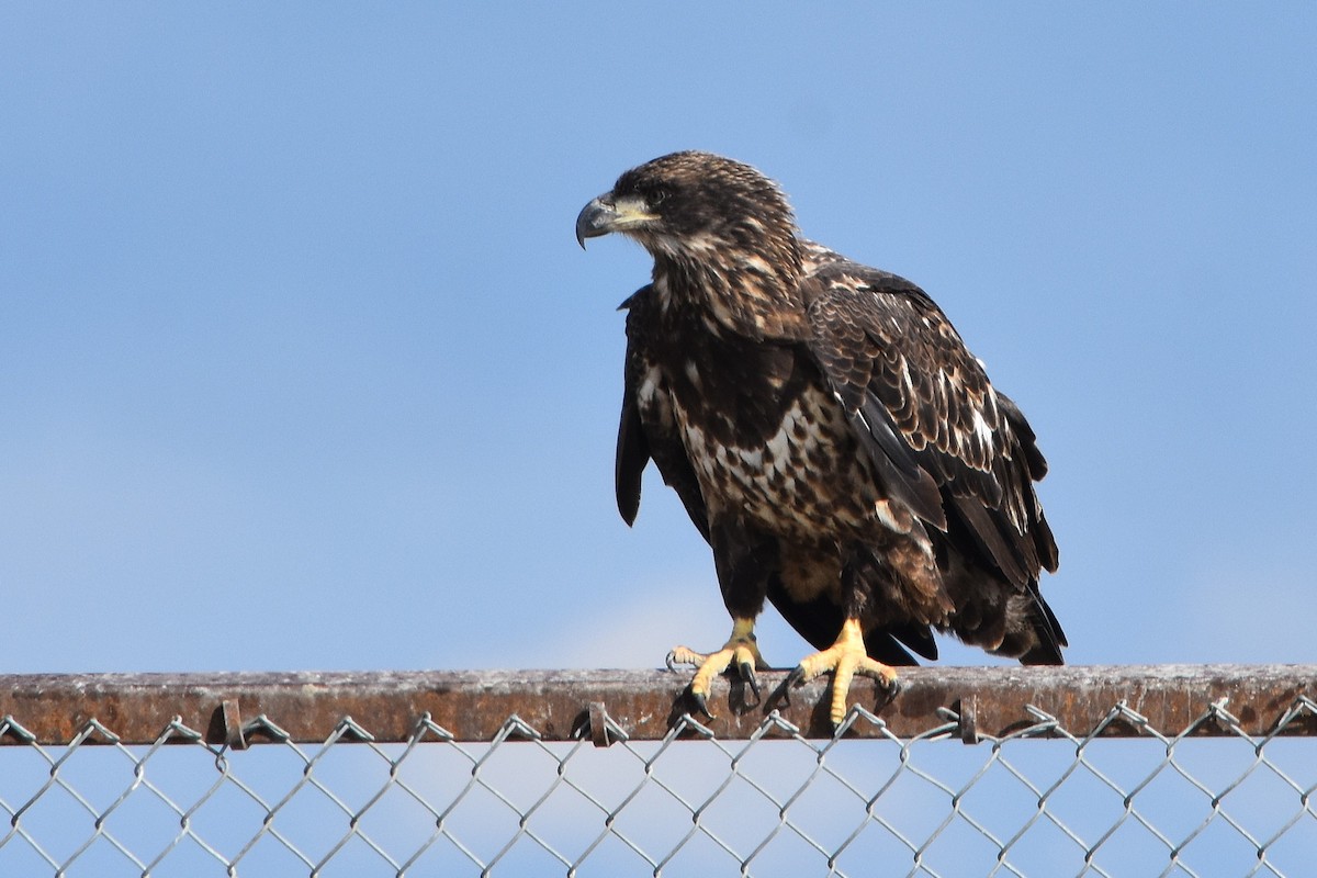 Bald Eagle - ML641734613