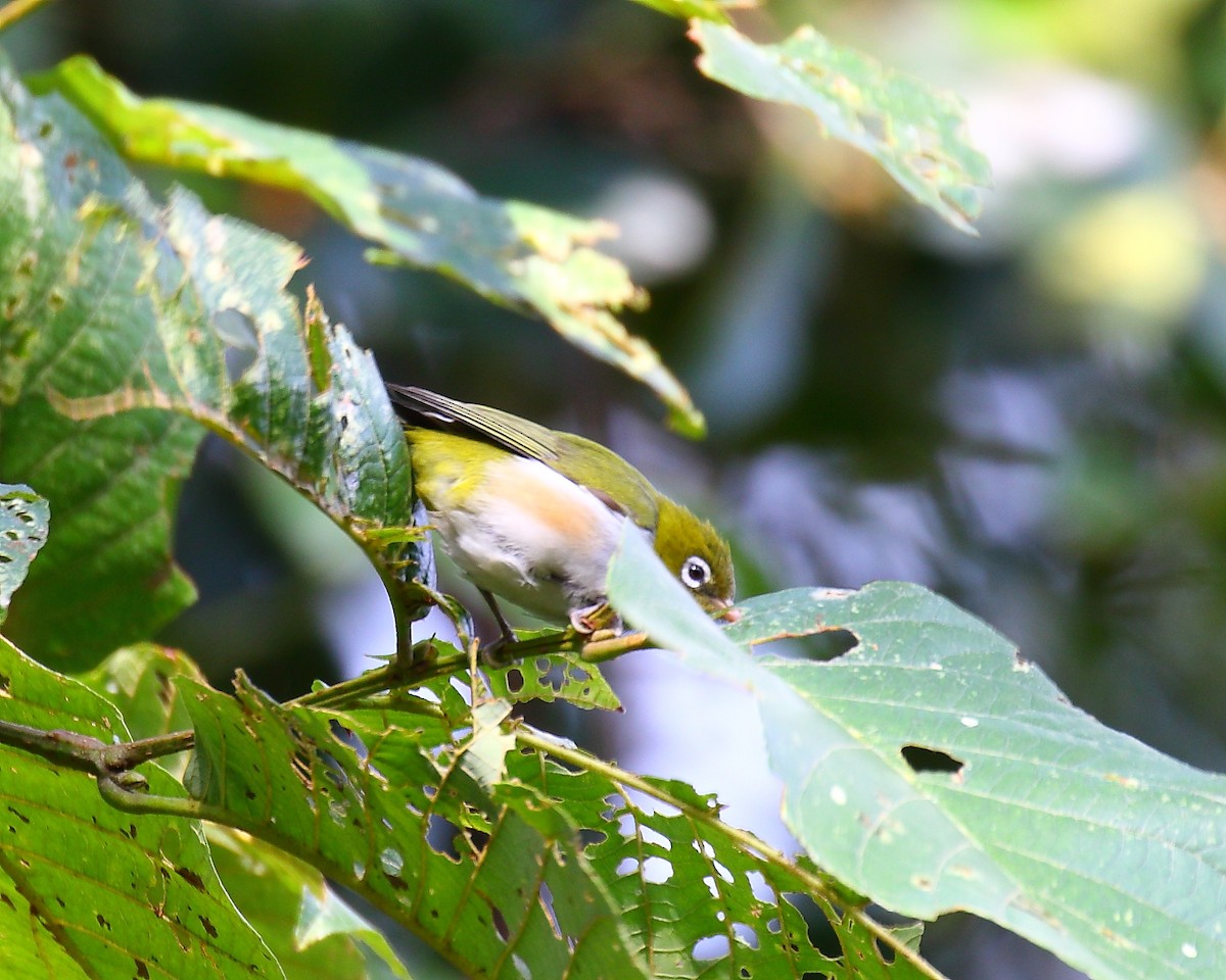 Chestnut-flanked White-eye - ML641734622
