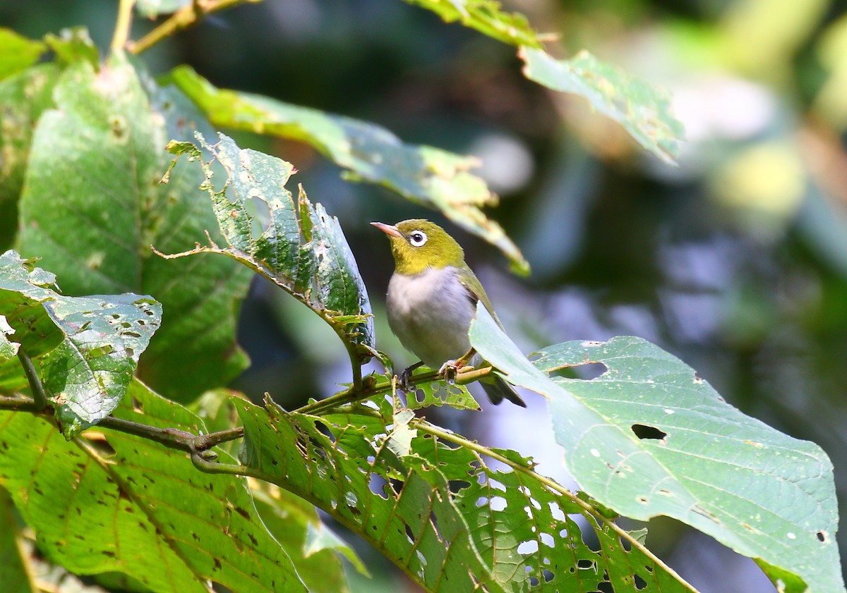 Chestnut-flanked White-eye - ML641734625