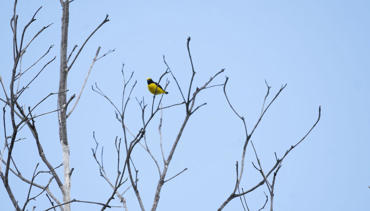 Scrub Euphonia - ML641734676