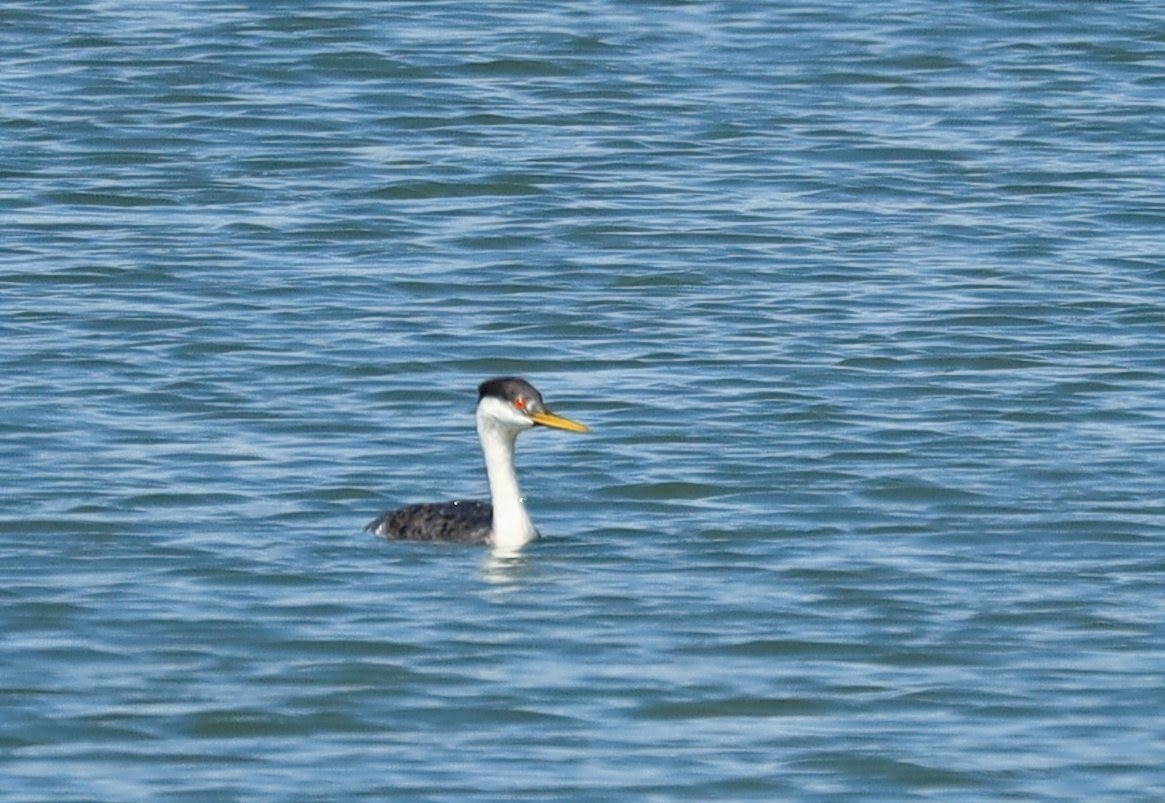 Western Grebe - ML641734771