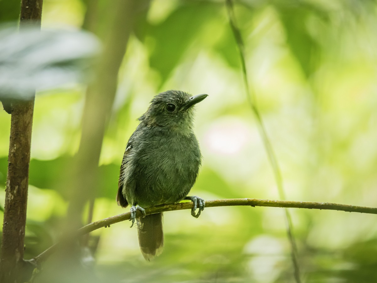 Dusky Antbird - ML641734777