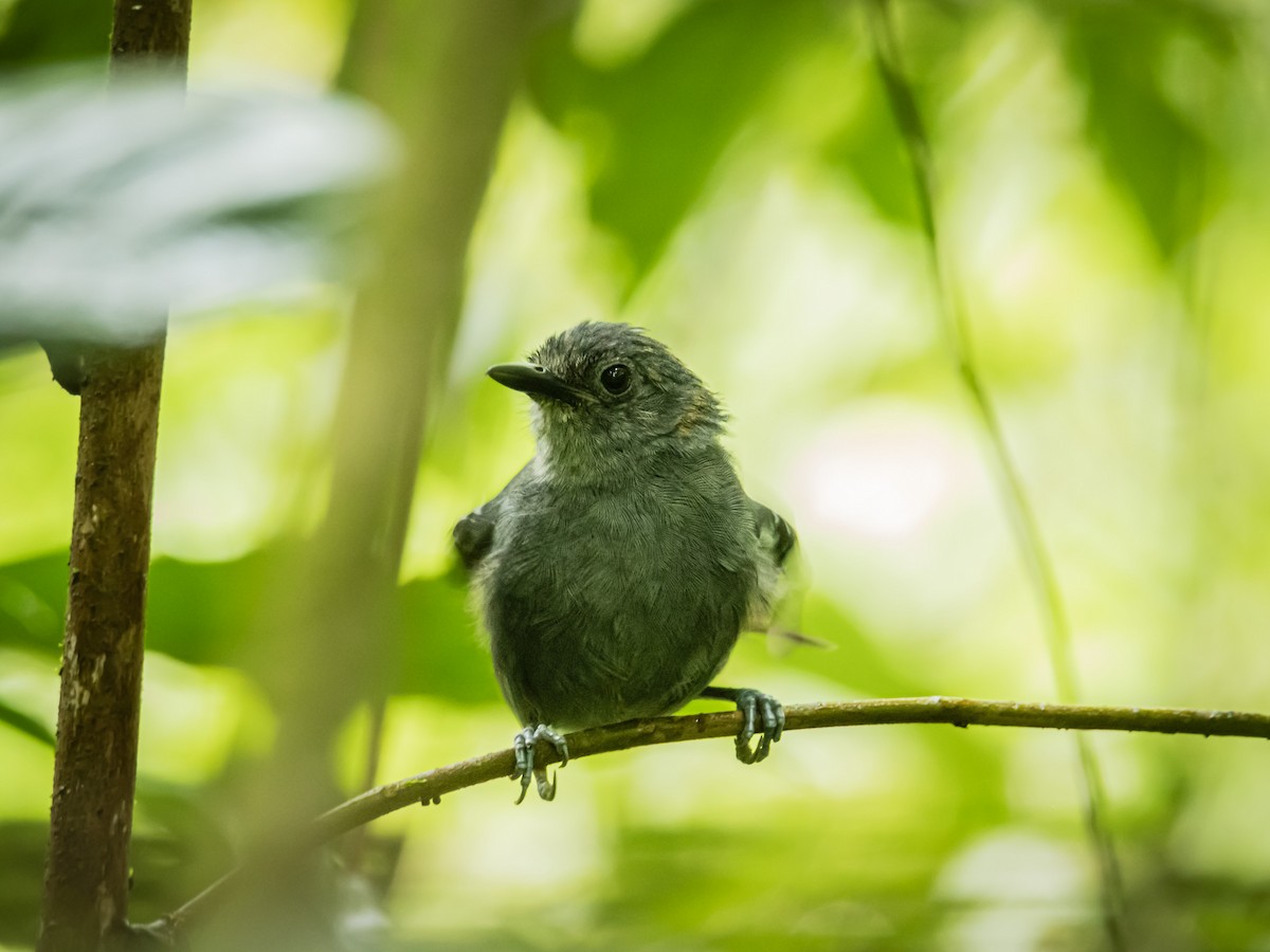 Dusky Antbird - ML641734778
