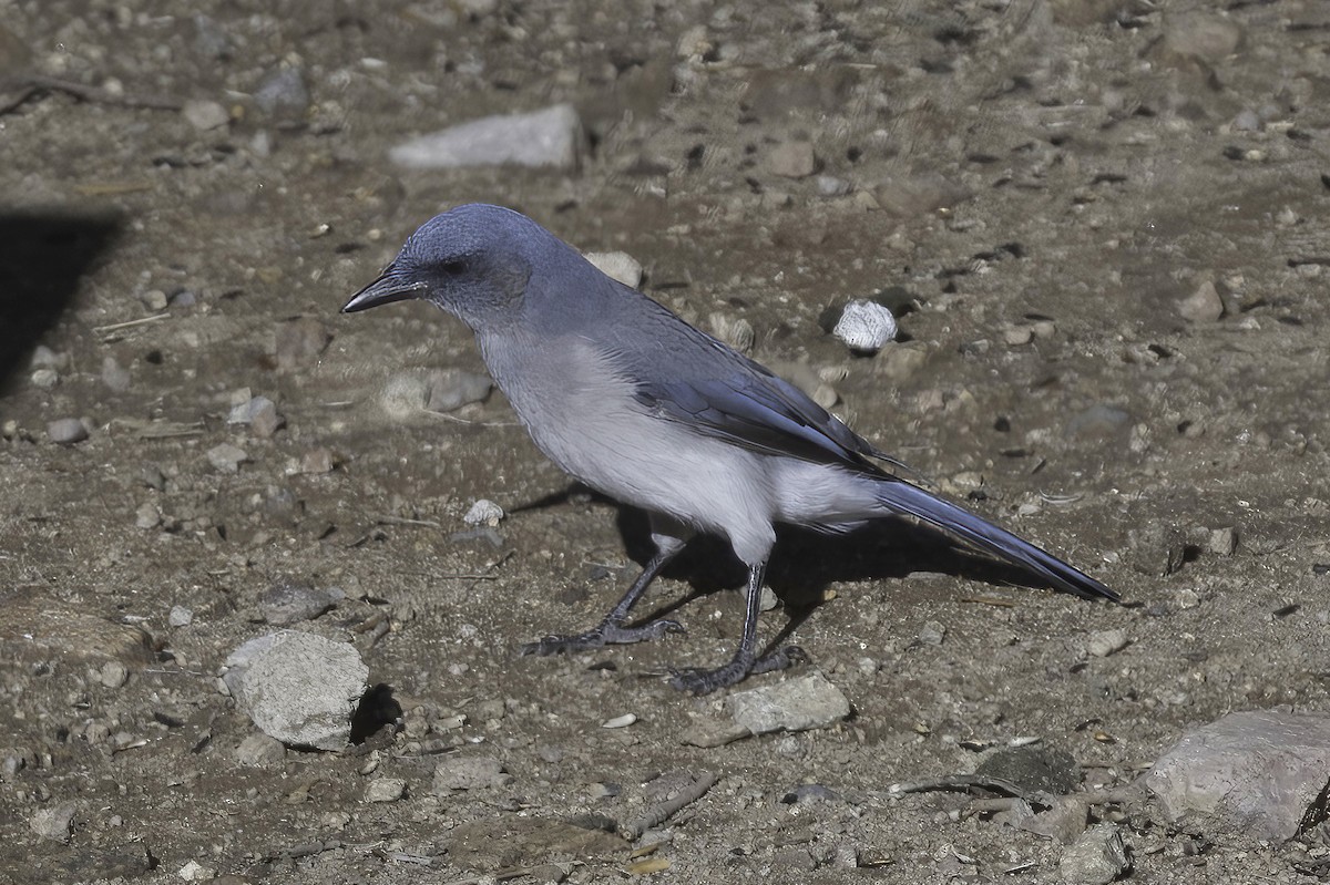 Mexican Jay - ML641734827