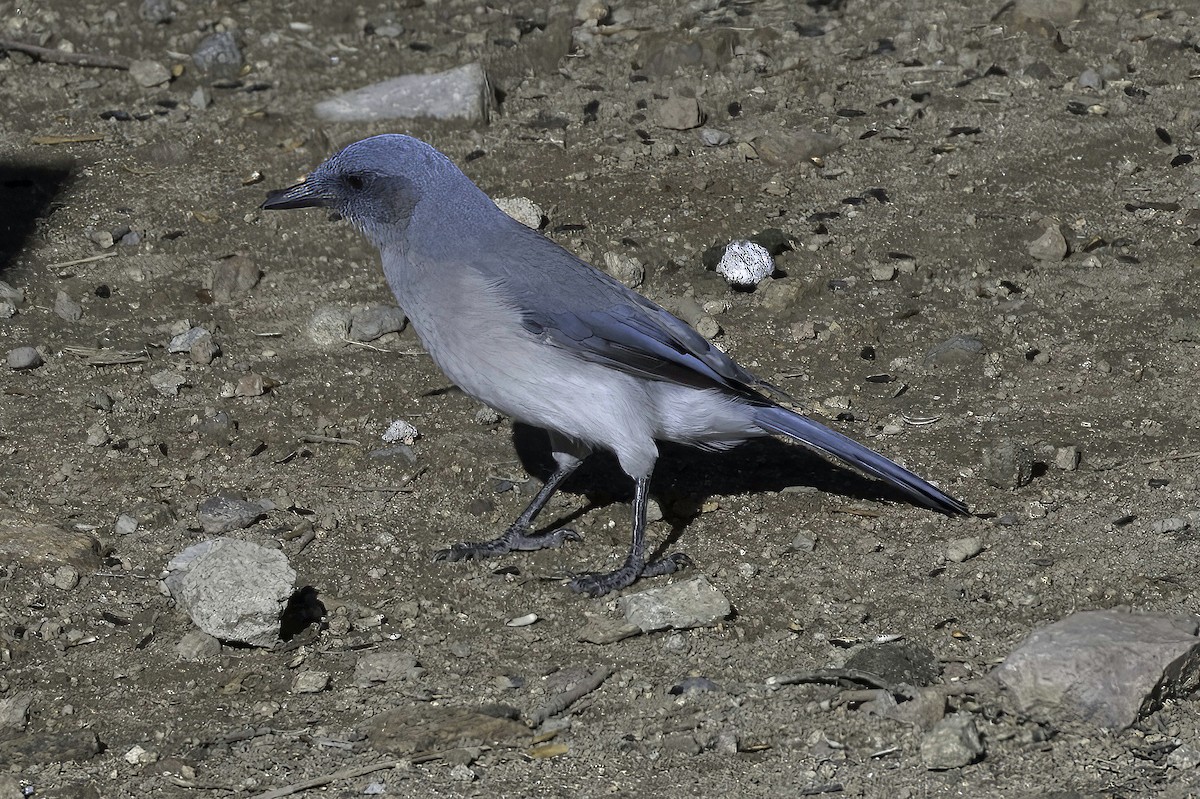 Mexican Jay - ML641734828