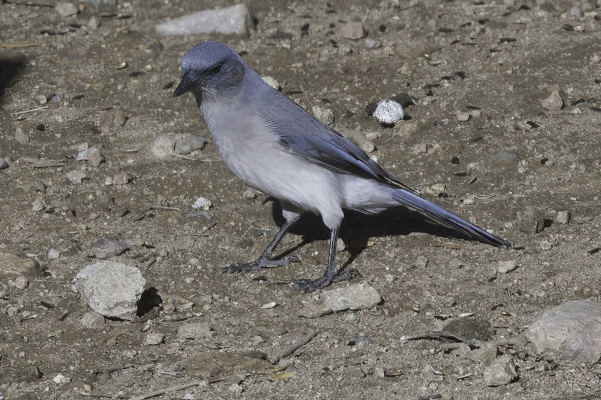 Mexican Jay - ML641734829