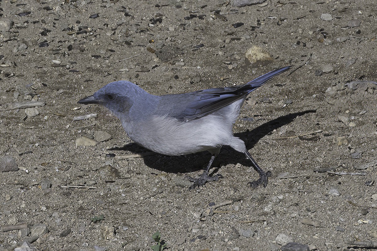 Mexican Jay - ML641734830