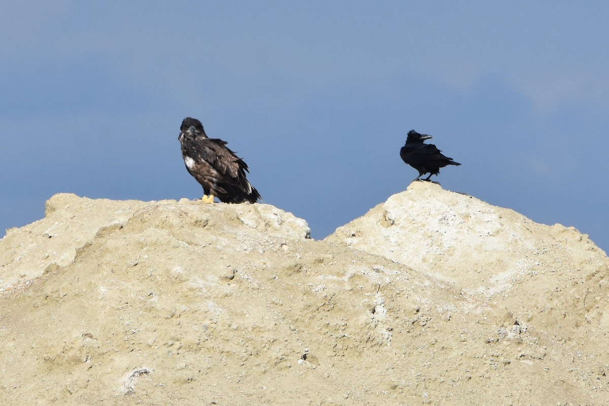 Common Raven - ML641734831