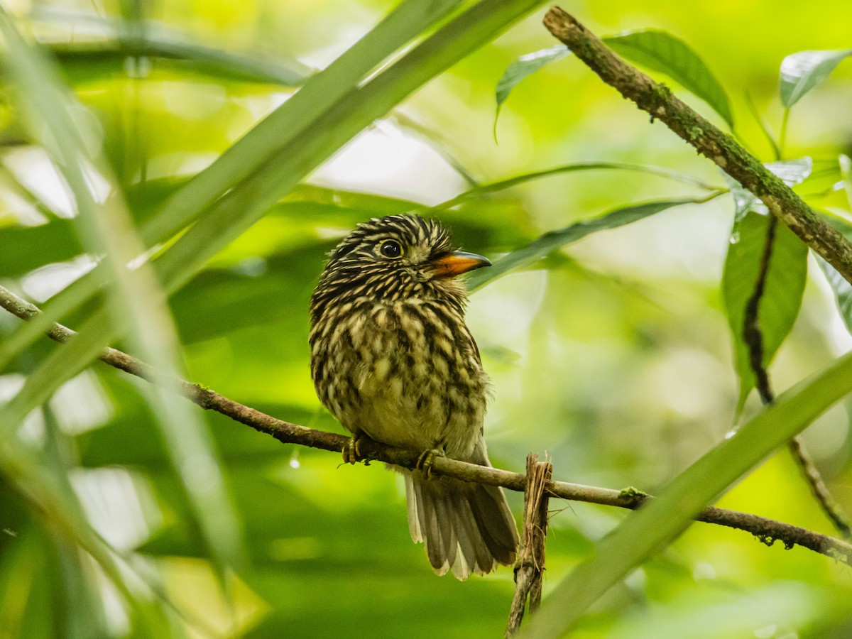 White-chested Puffbird - ML641734867