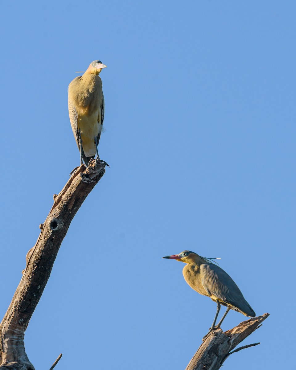 Whistling Heron - ML641734892